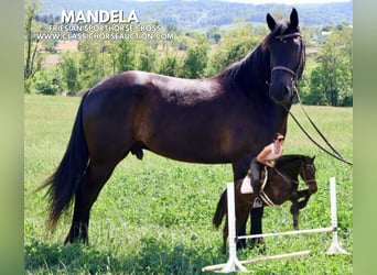 Friesian horses, Gelding, 4 years, 16 hh, Black