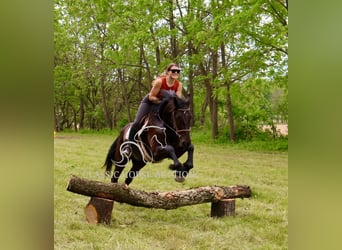 Friesian horses, Gelding, 4 years, 16 hh, Black
