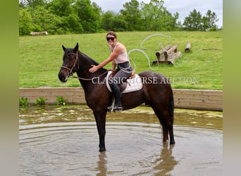 Friesian horses, Gelding, 4 years, 16 hh, Black