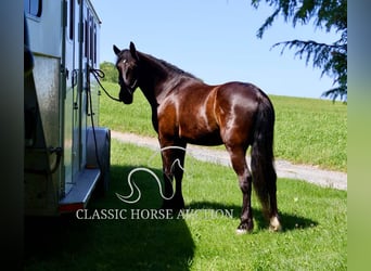 Friesian horses, Gelding, 4 years, 16 hh, Black