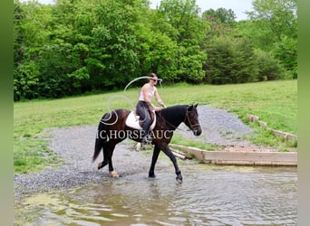 Friesian horses, Gelding, 4 years, 16 hh, Black