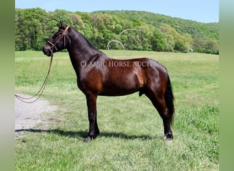 Friesian horses, Gelding, 4 years, 16 hh, Black