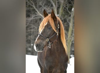 Friesian horses, Gelding, 4 years, 16 hh, Chestnut