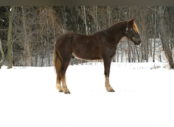 Friesian horses, Gelding, 4 years, 16 hh, Chestnut
