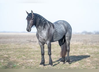 Friesian horses, Gelding, 4 years, 16 hh, Roan-Blue
