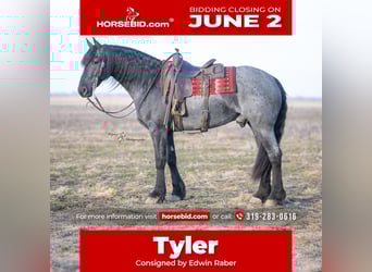 Friesian horses, Gelding, 4 years, 16 hh, Roan-Blue