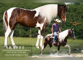 Friesian horses Mix, Gelding, 4 years, 16 hh, Tobiano-all-colors