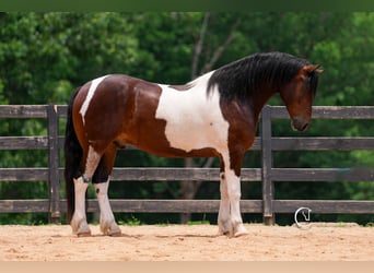 Friesian horses, Gelding, 4 years, 16 hh