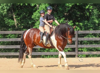 Friesian horses, Gelding, 4 years, 16 hh