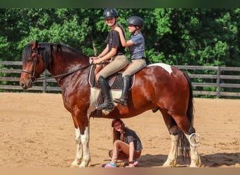 Friesian horses, Gelding, 4 years, 16 hh