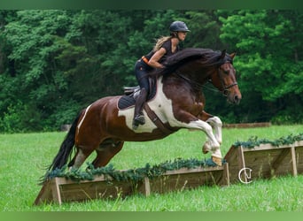 Friesian horses, Gelding, 4 years, 16 hh