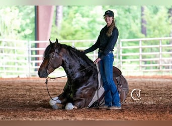 Friesian horses, Gelding, 4 years, 16 hh