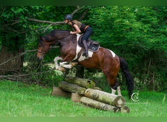 Friesian horses, Gelding, 4 years, 16 hh