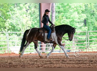 Friesian horses, Gelding, 4 years, 16 hh