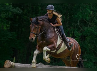 Friesian horses, Gelding, 4 years, 16 hh
