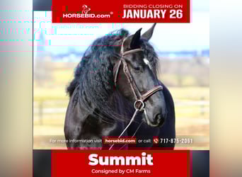 Friesian horses Mix, Gelding, 4 years, 16,1 hh, Black