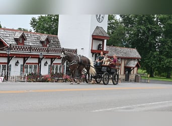 Friesian horses Mix, Gelding, 4 years, 16,1 hh