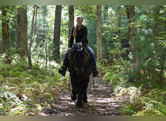 Friesian horses, Gelding, 4 years, 16,2 hh, Black