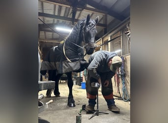 Friesian horses, Gelding, 4 years, 16,2 hh, Black