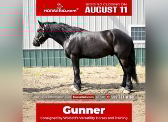 Friesian horses, Gelding, 4 years, 16,2 hh, Black