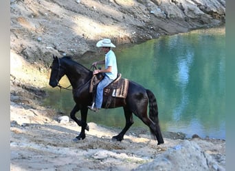 Friesian horses Mix, Gelding, 4 years, 16,2 hh, Black