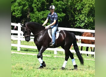 Friesian horses Mix, Gelding, 4 years, 16,2 hh, Black