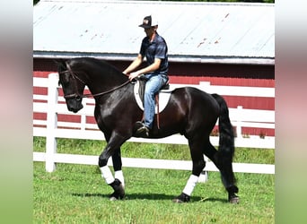 Friesian horses Mix, Gelding, 4 years, 16,2 hh, Black