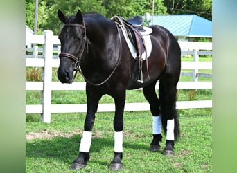 Friesian horses Mix, Gelding, 4 years, 16,2 hh, Black
