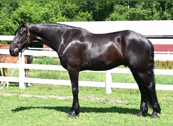 Friesian horses Mix, Gelding, 4 years, 16,2 hh, Black