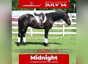 Friesian horses Mix, Gelding, 4 years, 16,2 hh, Black