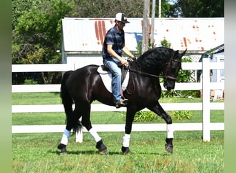 Friesian horses Mix, Gelding, 4 years, 16,2 hh, Black