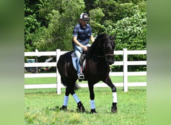 Friesian horses Mix, Gelding, 4 years, 16,2 hh, Black