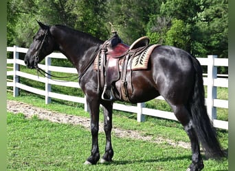 Friesian horses Mix, Gelding, 4 years, 16,2 hh, Black