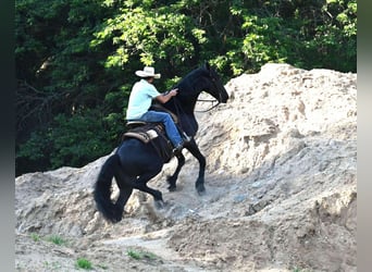 Friesian horses Mix, Gelding, 4 years, 16,2 hh, Black