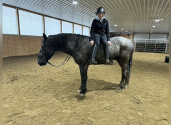 Friesian horses, Gelding, 4 years, 16,2 hh, Roan-Blue