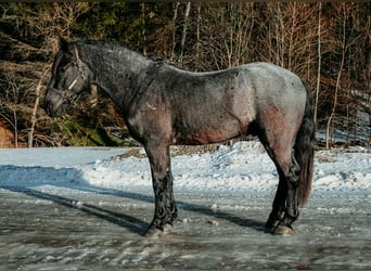 Friesian horses, Gelding, 4 years, 16,2 hh, Roan-Blue