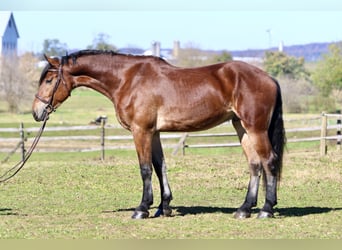 Friesian horses Mix, Gelding, 4 years, 16,3 hh, Bay