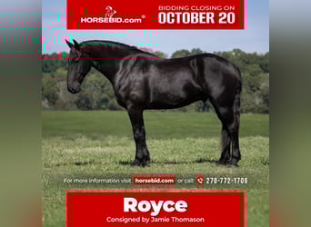 Friesian horses Mix, Gelding, 4 years, 16,3 hh, Black