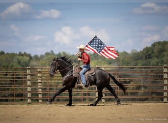 Friesian horses Mix, Gelding, 4 years, 16,3 hh, Black