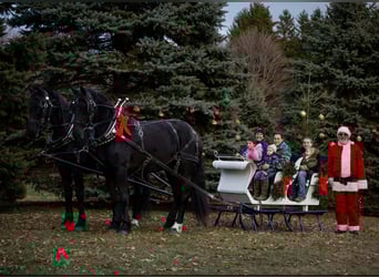 Friesian horses Mix, Gelding, 4 years, 16,3 hh, Black