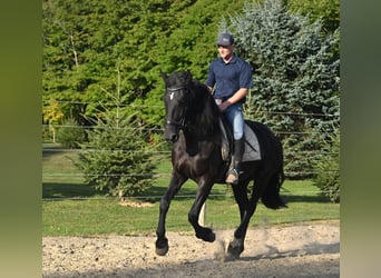 Friesian horses Mix, Gelding, 4 years, 16,3 hh, Black
