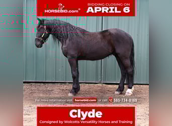 Friesian horses Mix, Gelding, 4 years, 16,3 hh, Black