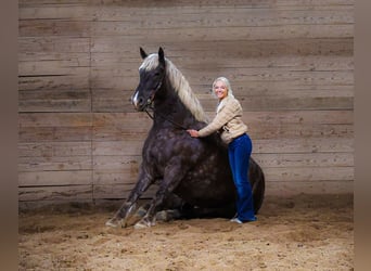 Friesian horses, Gelding, 4 years, 17 hh, Gray-Dapple
