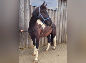 Friesian horses Mix, Gelding, 4 years, 17 hh, Pinto