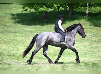 Friesian horses, Gelding, 4 years, 17 hh, Roan-Blue