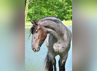 Friesian horses, Gelding, 4 years, 17 hh, Roan-Blue