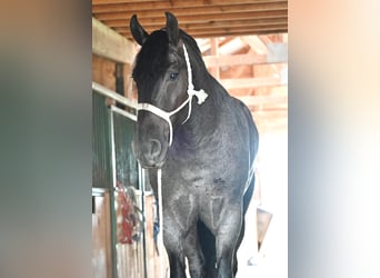 Friesian horses, Gelding, 4 years, 17 hh, Roan-Blue
