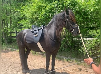 Friesian horses, Gelding, 4 years, Bay-Dark