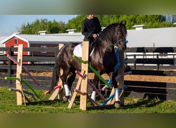 Friesian horses Mix, Gelding, 4 years, Black