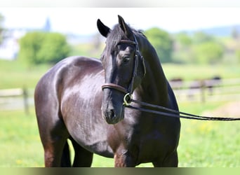 Friesian horses Mix, Gelding, 4 years, Black